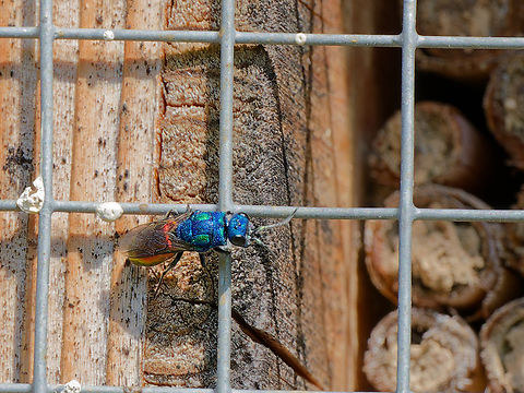 Chrysis ignita  Chrysis ignita,Geotagged,Germany,Ruby-tailed wasp,Spring