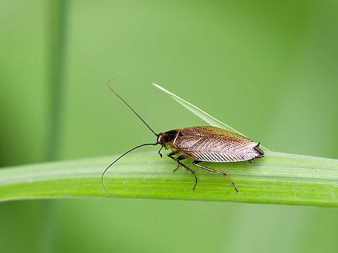 Ectobius lapponicus  Dusky cockroach,Ectobius lapponicus,Geotagged,Germany,Spring
