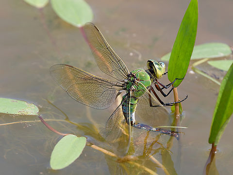 Anax imperator Egg-laying female, laying spike docked on a plant stem Anax imperator,Emperor dragonfly,Geotagged,Germany,Spring