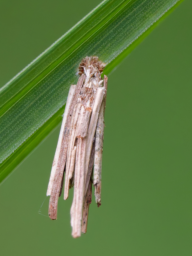 Psyche casta moth  Common Bagworm Moth,Geotagged,Germany,Psyche casta,Spring