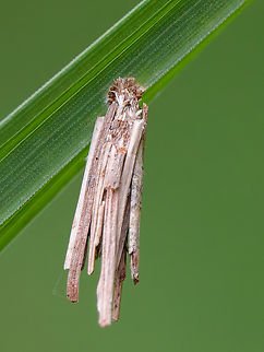 Psyche casta moth  Common Bagworm Moth,Geotagged,Germany,Psyche casta,Spring