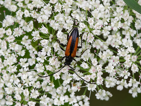 Stenurella melanura  Black-striped Longhorn Beetle,Geotagged,Germany,Spring,Stenurella melanura