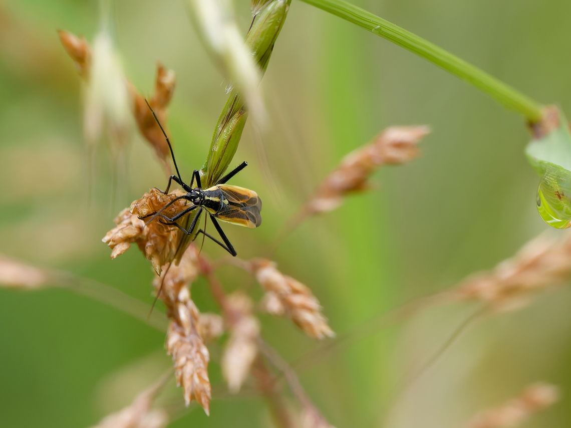 Leptopterna dolabrata  Geotagged,Germany,Leptopterna dolabrata,Meadow Plant Bug,Spring