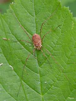 Schwarzauge Spinne  Geotagged,Germany,Rilaena triangularis,Spring,Spring Harvestman