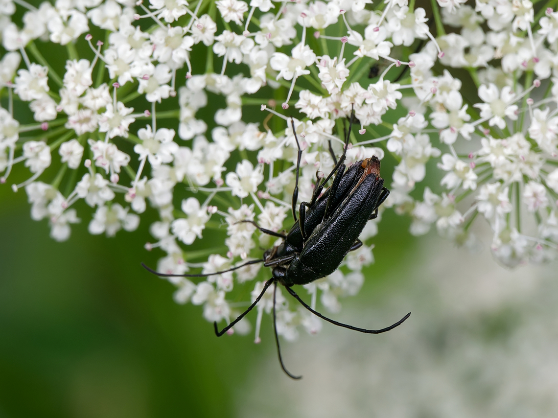 Stenurella nigra cp. <a href="https://nl.wikipedia.org/wiki/Kleine_zwarte_smalboktor" rel="nofollow">https://nl.wikipedia.org/wiki/Kleine_zwarte_smalboktor</a> Geotagged,Germany,Small Black Longhorn Beetle,Spring,Stenurella nigra