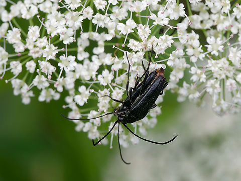 Stenurella nigra cp. https://nl.wikipedia.org/wiki/Kleine_zwarte_smalboktor Geotagged,Germany,Small Black Longhorn Beetle,Spring,Stenurella nigra