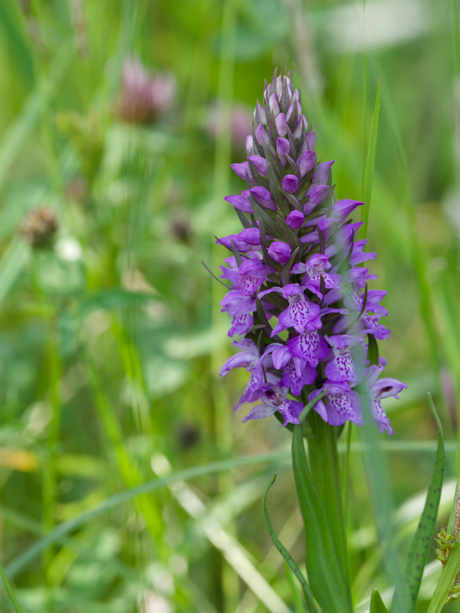 Dactylorhiza praetermissa  Dactylorhiza praetermissa,Geotagged,Germany,Southern marsh orchid,Spring