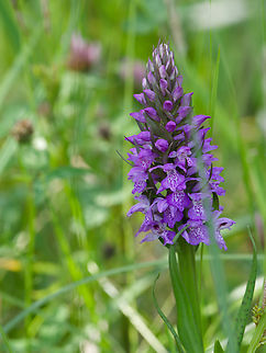 Dactylorhiza praetermissa  Dactylorhiza praetermissa,Geotagged,Germany,Southern marsh orchid,Spring