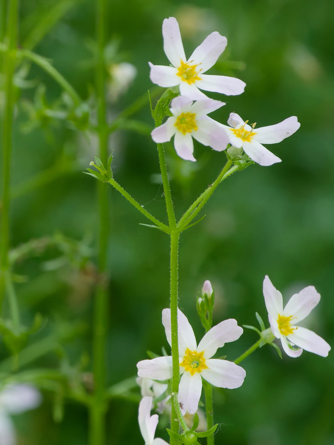Hottonia palustris  Geotagged,Germany,Hottonia palustris,Spring,Water Violet