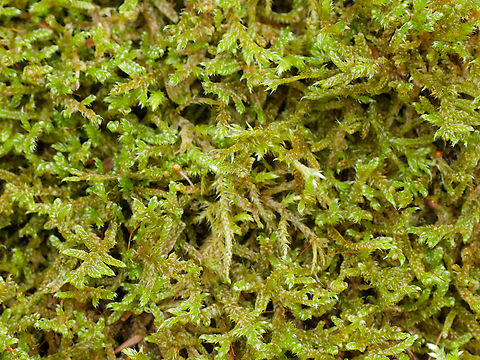 Hypnum cupressiforme   Cypress-leaved plaitmoss,Geotagged,Germany,Hypnum cupressiforme,Spring