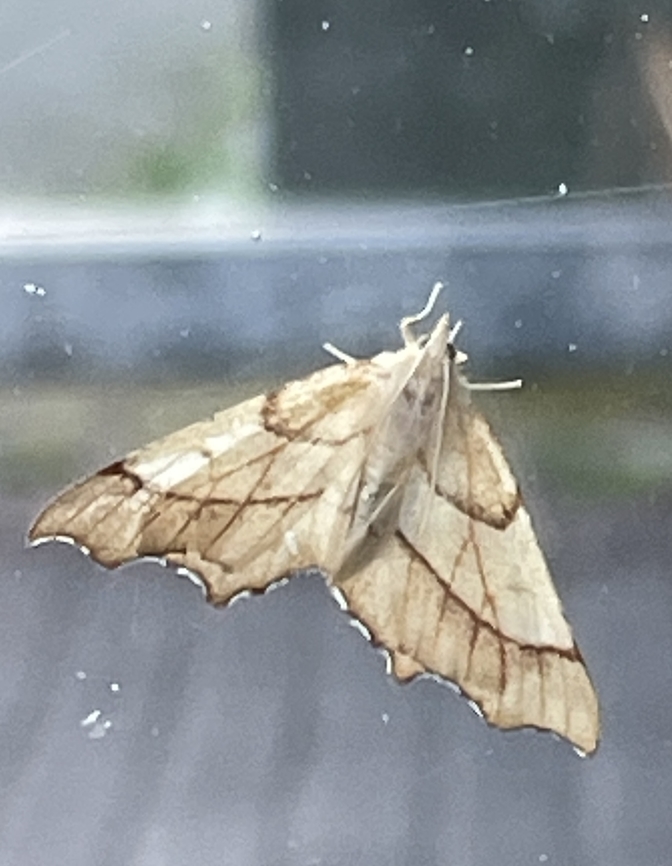 Ennomos quercinaria At train stop Ennomos quercinaria,Geotagged,Germany,Summer