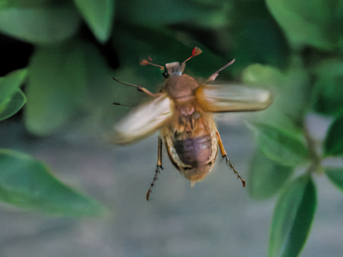 Amphimallon solstitiale on the fly Amphimallon solstitiale,European June Beetle,Geotagged,Germany,Summer