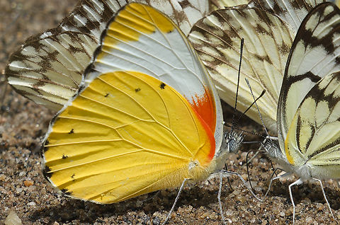 Belenois thysa in Uganda  Belenois thysa,False dotted border,Geotagged,Summer,Uganda