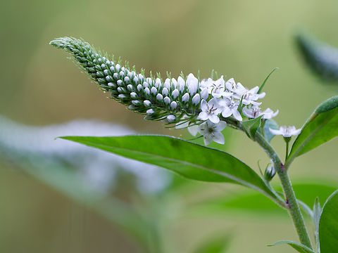 Lysimachia clethroides  Geotagged,Germany,Lysimachia clethroides,Summer