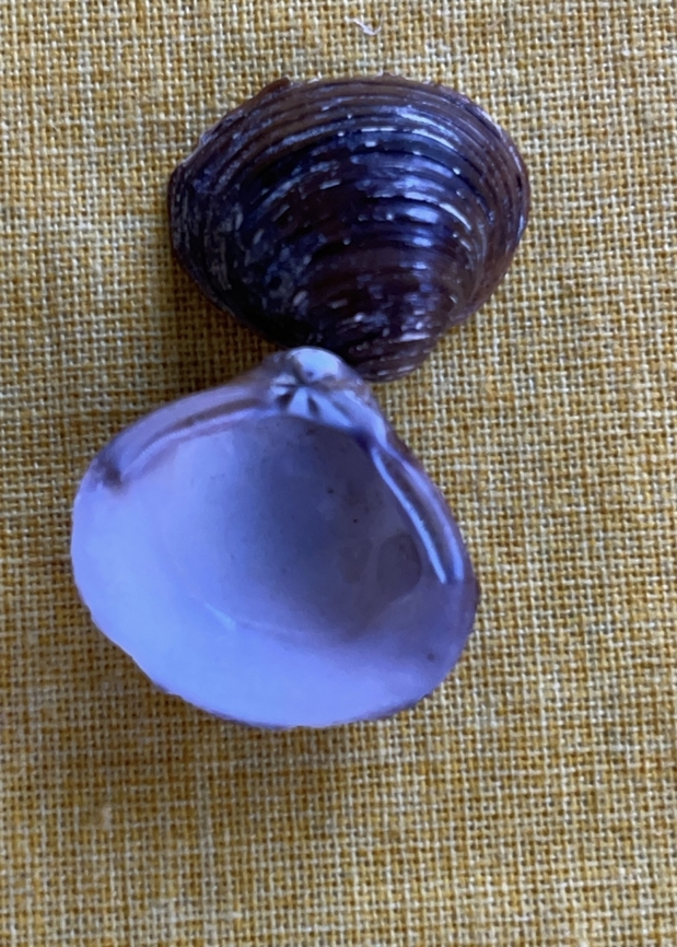 Corbicula fluminea  Asian Clam,Corbicula fluminea,Geotagged,Germany,Summer
