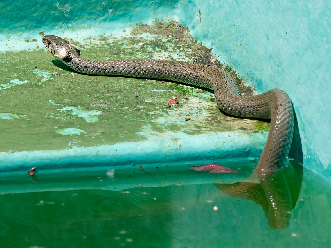 Natrix helvetica  Barred grass snake,Geotagged,Germany,Natrix helvetica,Summer