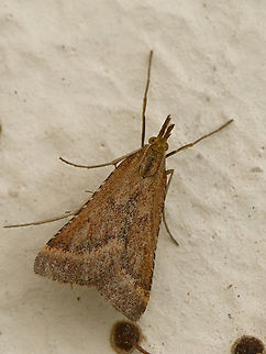 Synaphe punctalis  Geotagged,Germany,Summer,Synaphe punctalis,synaphe punctalis