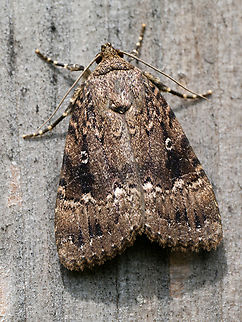 Amphipyra pyramidea  Amphipyra pyramidea,Copper underwing,Geotagged,Germany,Summer