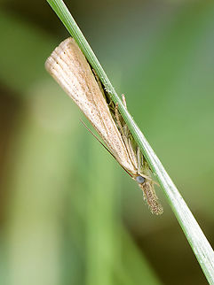 Agriphila straminella  Agriphila straminella,Geotagged,Germany,Straw Grass-veneer,Summer