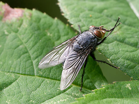 Calliphora vicina  Blue Blowfly,Calliphora vicina,Geotagged,Germany,Summer