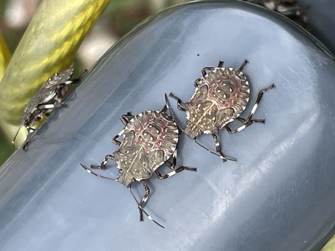 Halyomorpha halys  Brown marmorated stink bug,Geotagged,Germany,Halyomorpha halys,Summer