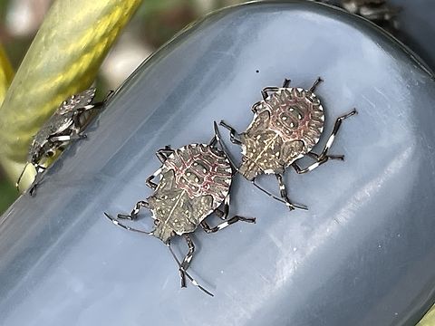 Halyomorpha halys  Brown marmorated stink bug,Geotagged,Germany,Halyomorpha halys,Summer