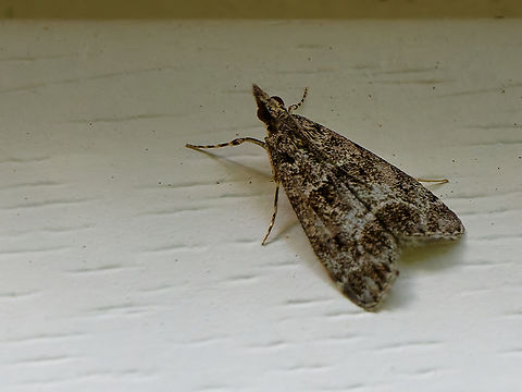 Eudonia mercurella  Eudonia mercurella,Geotagged,Germany,Small Grey,Summer