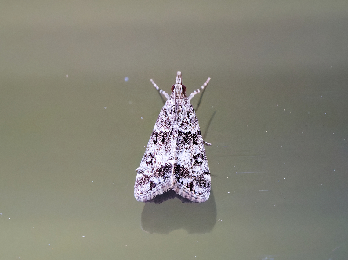Eudonia lacustrata  Eudonia lacustrata,Geotagged,Germany,Summer