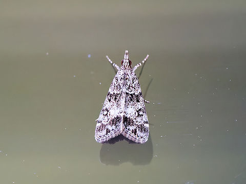 Eudonia lacustrata  Eudonia lacustrata,Geotagged,Germany,Summer