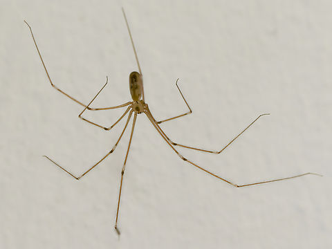 Pholcus phalangioides  Geotagged,Germany,Long-bodied Cellar Spider,Pholcus phalangioides,Summer