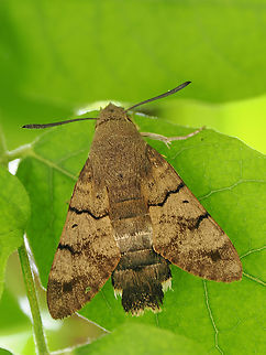 Macroglossum stellatarum hiding away from heavy rain Geotagged,Germany,Hummingbird hawk-moth,Macroglossum stellatarum,Summer