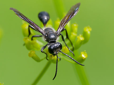 Isodontia mexicana more details of the front Geotagged,Germany,Grass-carrying Wasp,Isodontia mexicana,Summer