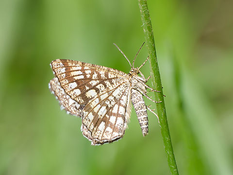 Chiasmia clathrata  Chiasmia clathrata,Geotagged,Germany,Latticed heath,Summer