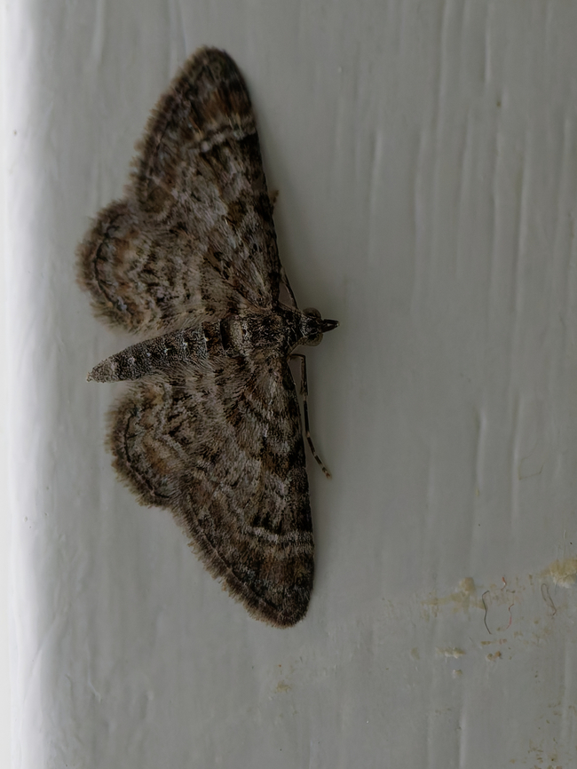 Gymnoscelis rufifasciata  Double-striped pug,Geotagged,Germany,Gymnoscelis rufifasciata,Summer