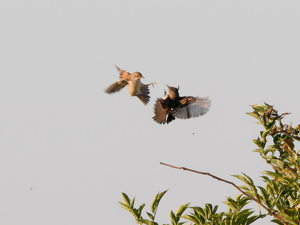 Common whitethroat & European Stonechat giving nice show Common whitethroat,Curruca communis,Geotagged,Netherlands,Summer