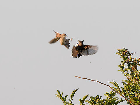 Common whitethroat & European Stonechat giving nice show Common whitethroat,Curruca communis,Geotagged,Netherlands,Summer