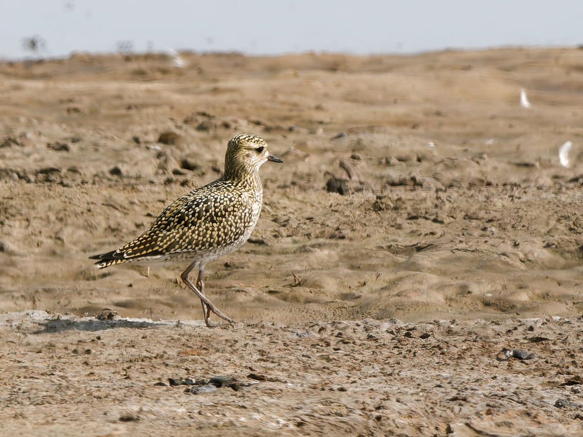 Pluvialis apricaria  European golden plover,Geotagged,Netherlands,Pluvialis apricaria,Summer