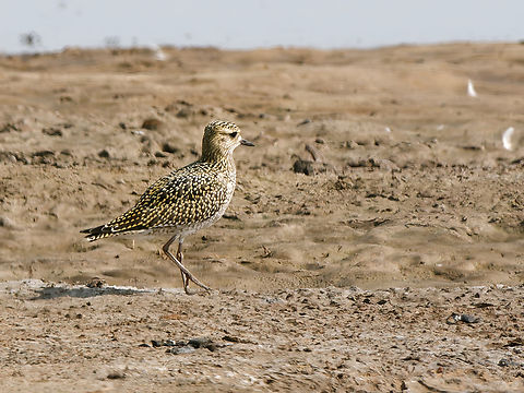 Pluvialis apricaria  European golden plover,Geotagged,Netherlands,Pluvialis apricaria,Summer