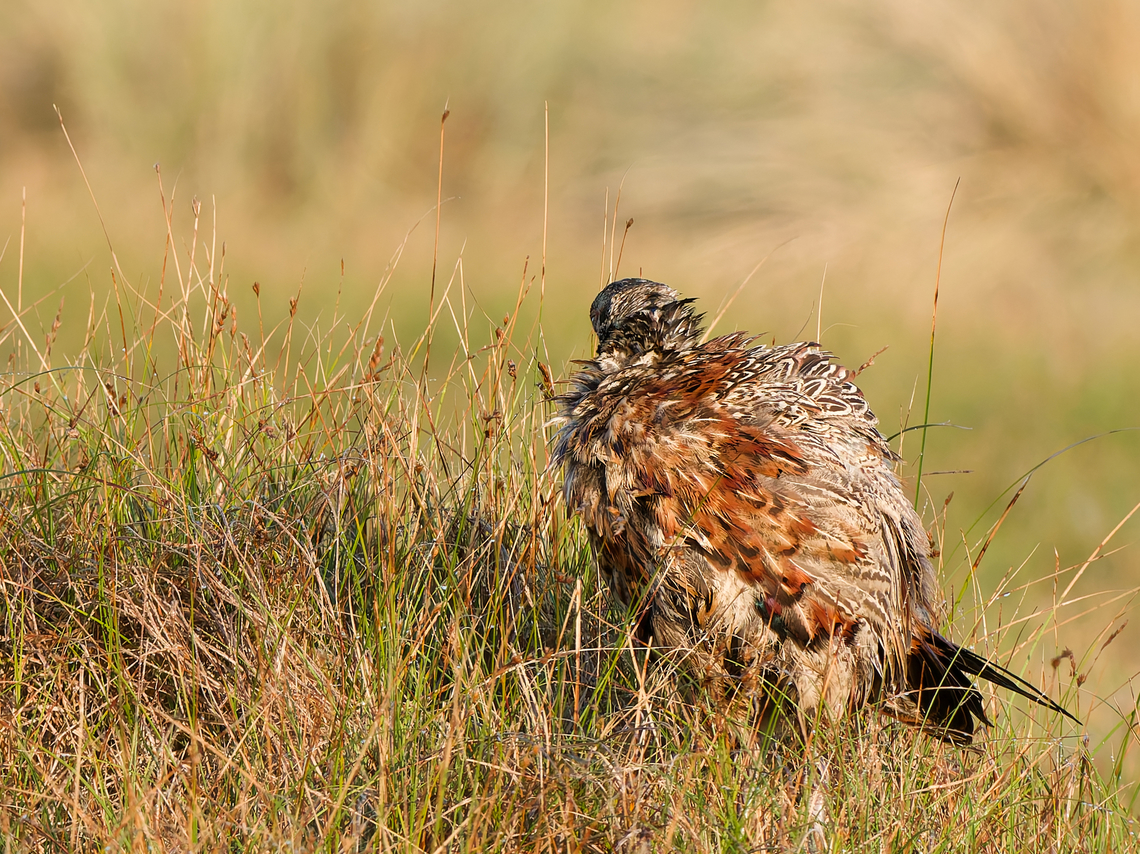 Phasianus colchicus  Common Pheasant,Geotagged,Netherlands,Phasianus colchicus,Summer