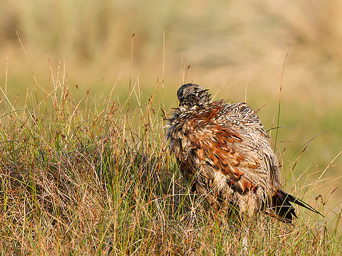Phasianus colchicus  Common Pheasant,Geotagged,Netherlands,Phasianus colchicus,Summer