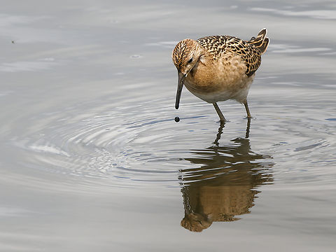 Ruff  Calidris pugnax,Geotagged,Netherlands,Ruff,Summer