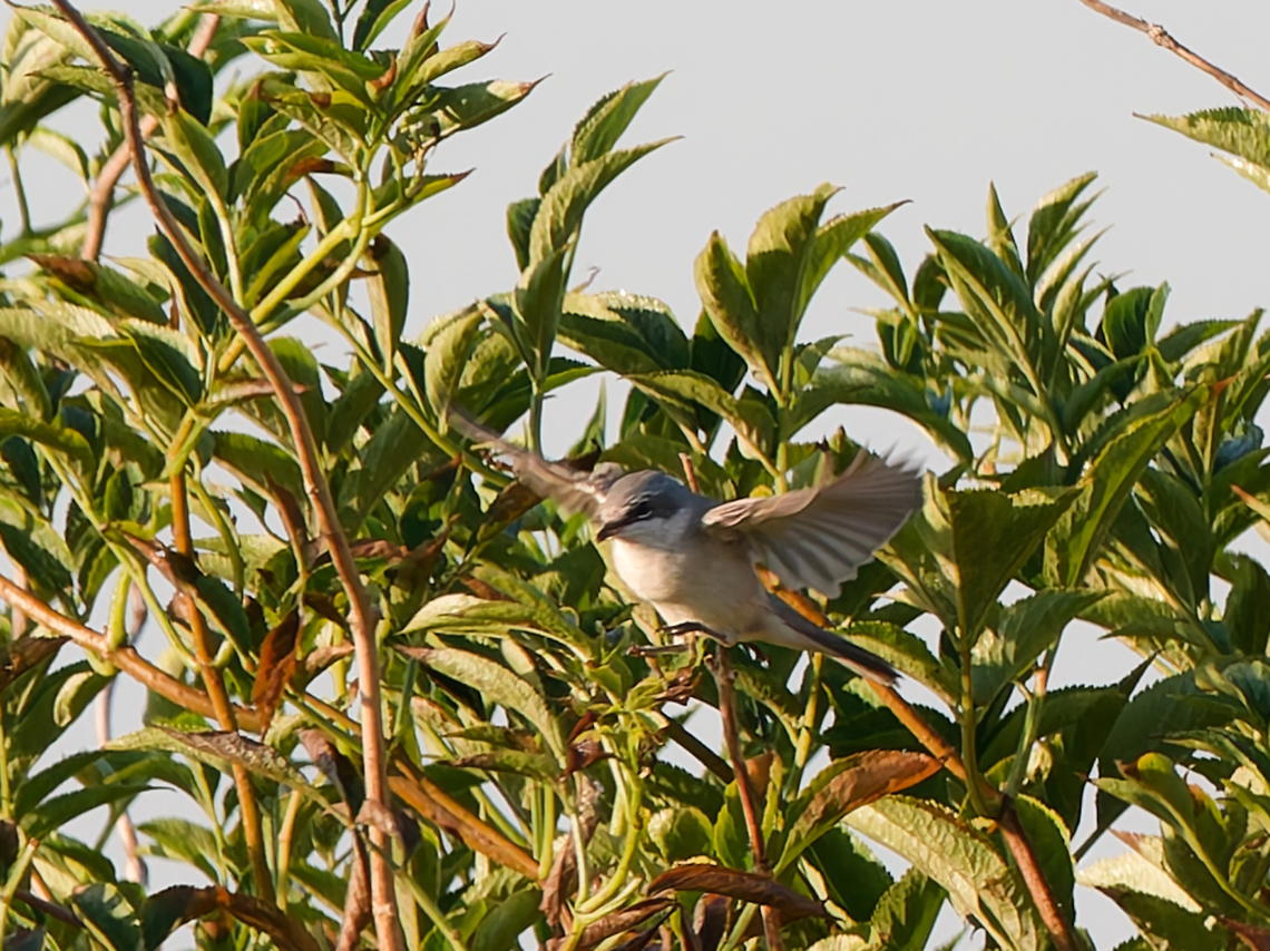 Lesser whitethroat  Curruca curruca,Geotagged,Lesser whitethroat,Netherlands,Summer