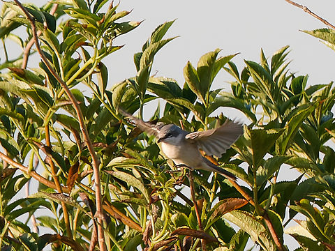 Lesser whitethroat  Curruca curruca,Geotagged,Lesser whitethroat,Netherlands,Summer