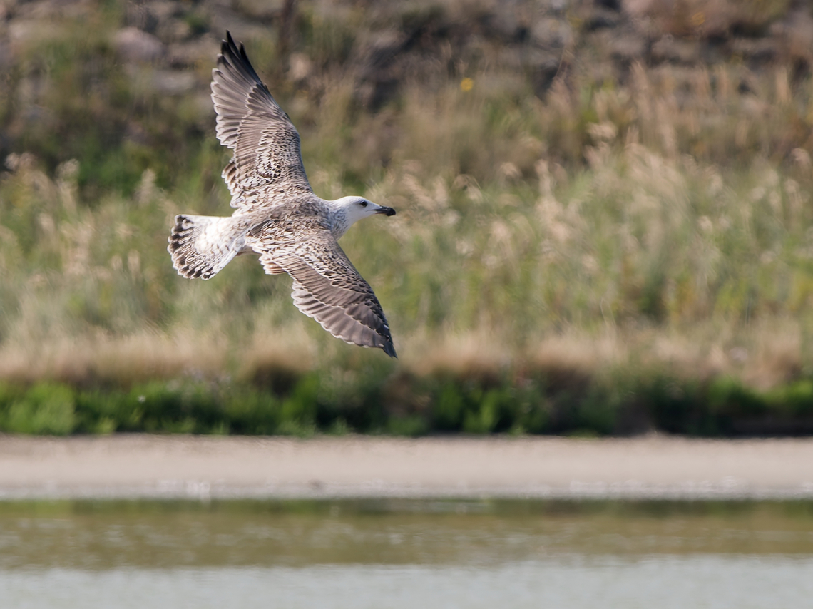 Larus marinus juvenile Geotagged,Great black-backed gull,Larus marinus,Netherlands,Summer