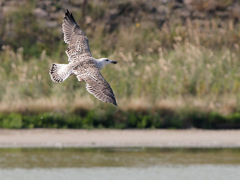 Larus marinus juvenile Geotagged,Great black-backed gull,Larus marinus,Netherlands,Summer