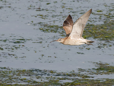 Numenius phaeopus  Geotagged,Netherlands,Numenius phaeopus,Summer,Whimbrel