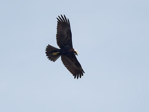 Circus aeruginosus juvenile Circus aeruginosus,Geotagged,Netherlands,Summer,Western marsh harrier