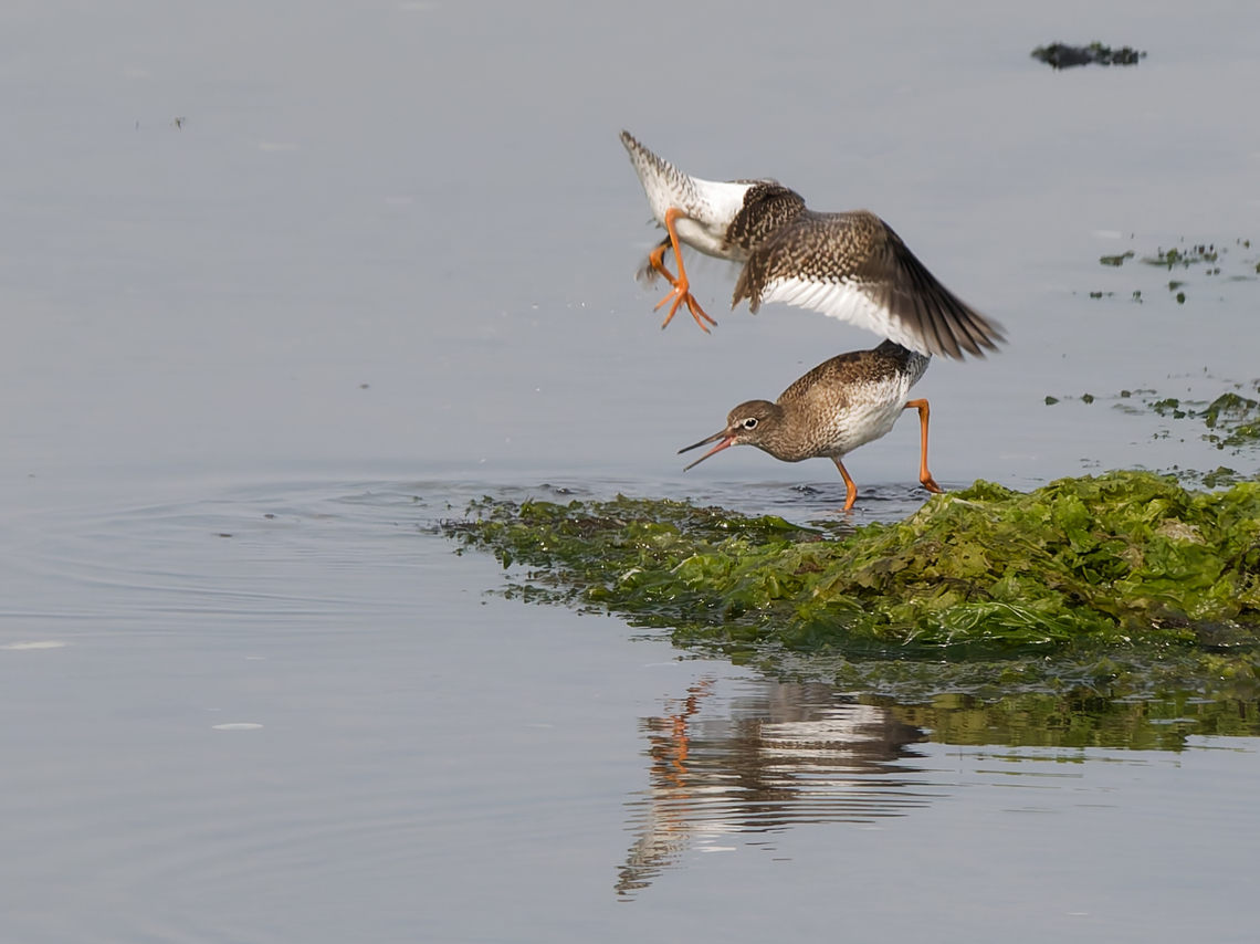 Tringa totanus enjoying life Common redshank,Geotagged,Netherlands,Summer,Tringa totanus