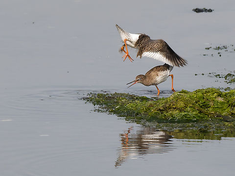 Tringa totanus enjoying life Common redshank,Geotagged,Netherlands,Summer,Tringa totanus