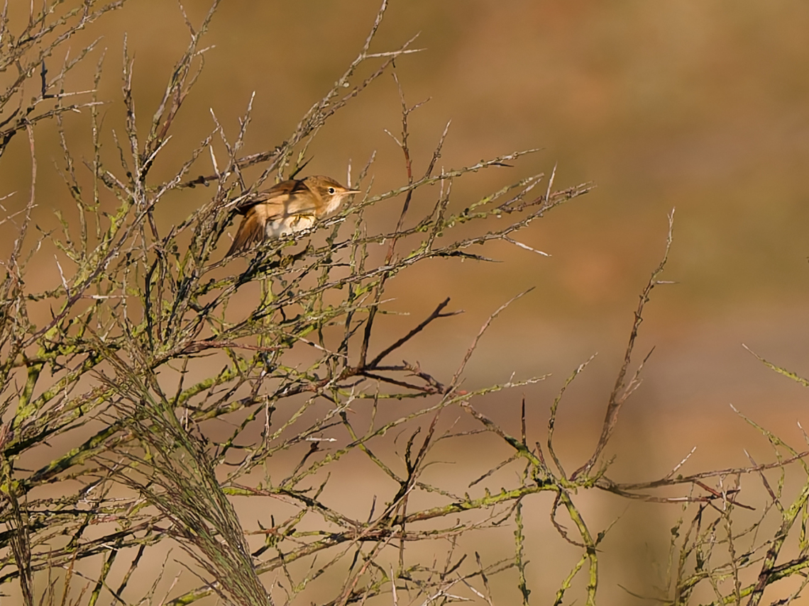 Acrocephalus scirpaceus  Acrocephalus scirpaceus,Eurasian Reed Warbler,Geotagged,Netherlands,Summer